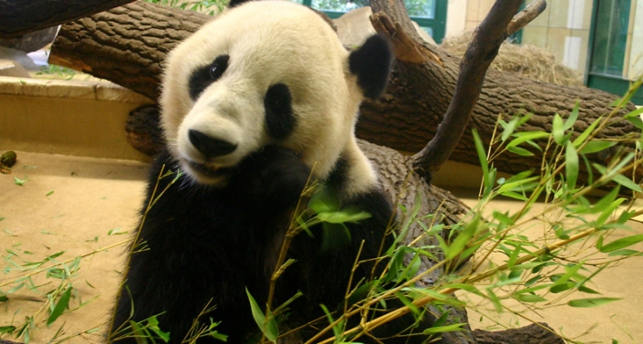 Un panda del Giardino zoologico di Schonbrunn di Vienna