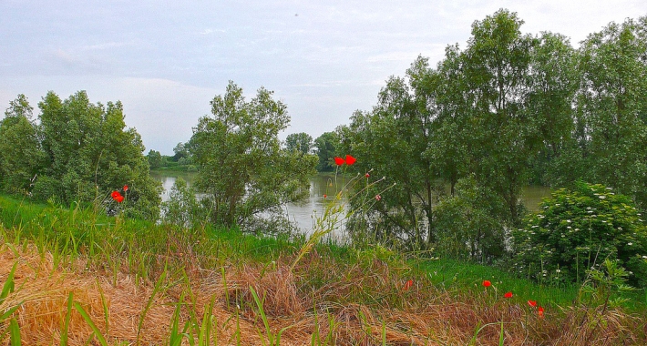 Adige nei pressi di Masi. Badia Polesine