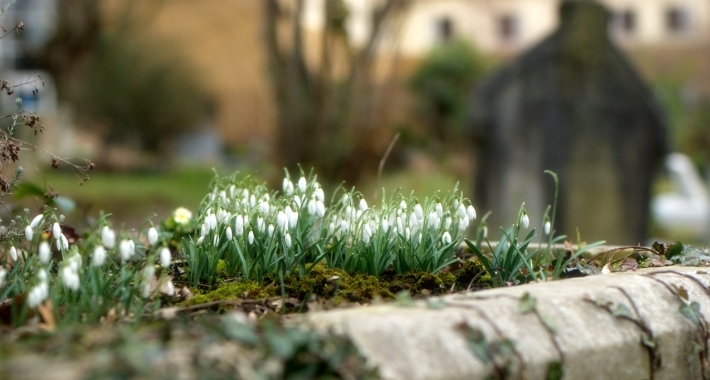 Bucanece nel cimitero di Highgate, Londra.