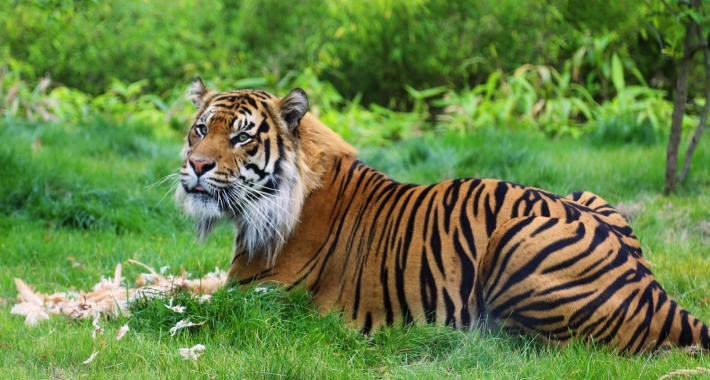 Tigre dello Zoo di Londra