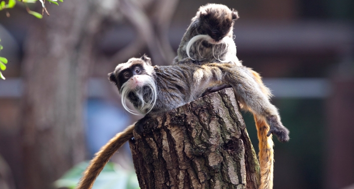 Due tamarini imperatori dello Zoo di Londra