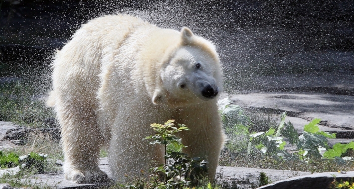 Orso polare dello Zoo di Berlino