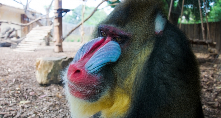 Maschio di Mandrillo