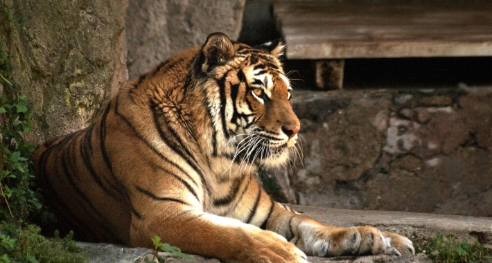 Tigre