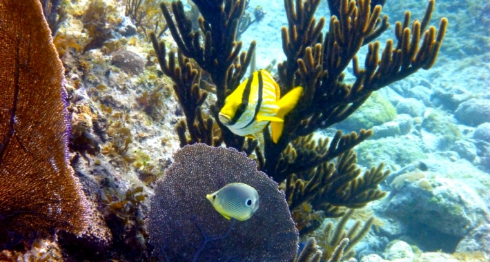 Pesce farfalla nelle acque di Cuba