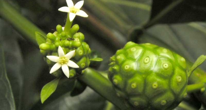 Morinda Citrifolia