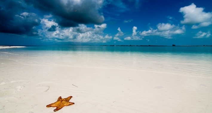 Stella marina sulla spiaggia di Cayo Largo, Cuba