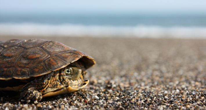 Timida targaruga a Playa Tortuga, Cuba.