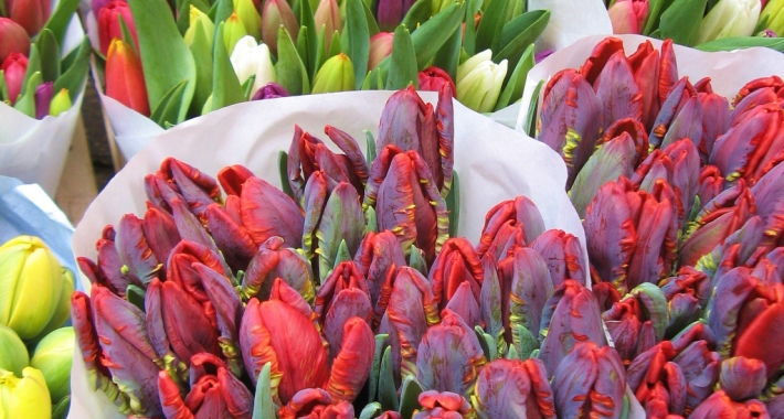 Tulipani al bloemenmarkt,Amsterdam