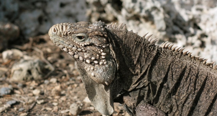 Iguana,  Isola della Gioventù, Cuba