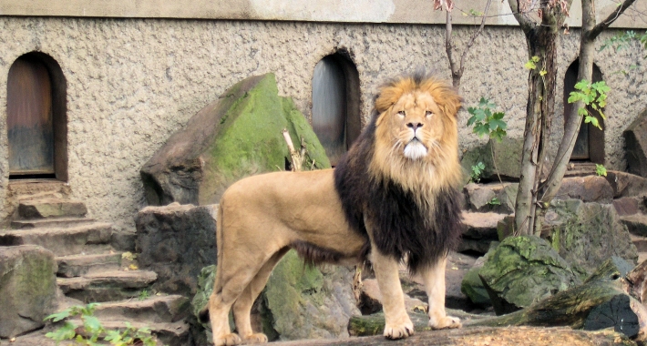 "Lion Artis Zoo", Amsterdam