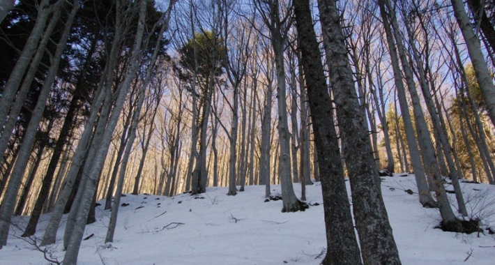 Campigna
