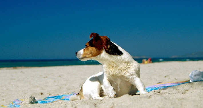 Jack Russel