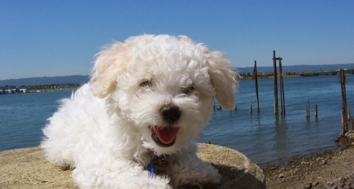 Cane razza bolognese al mare