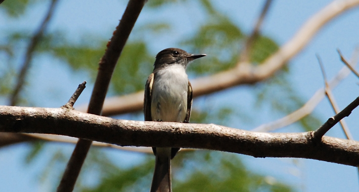 Allevamento di coccodrilli di Guamá, Matanzas, Cuba
