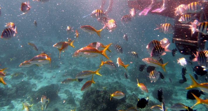 Il mondo sottomarino lungo la scogliera dell'Isola della Gioventù, Cuba 