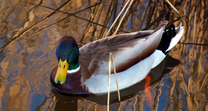 Gli animali del Parco Groane