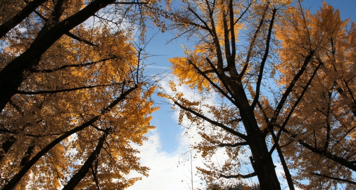 autumn