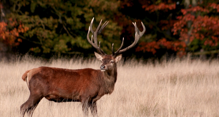 Un cervo del Richmond Park di Londra