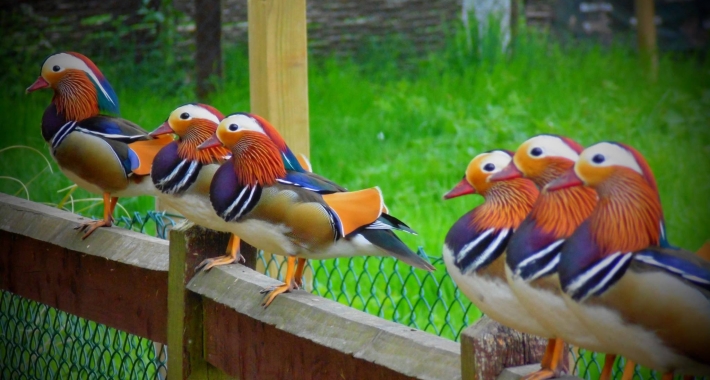 Sei anatre mandarine in attesa della colazione al Brent Lodge Animal Centre