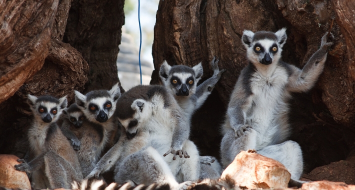 Famigliola di lemuri dell zoo