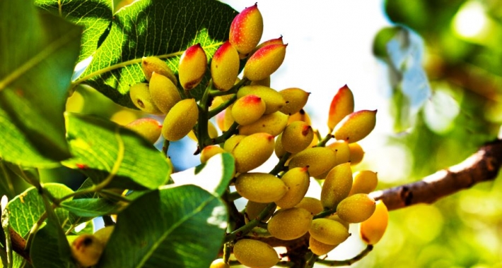 Pistacchio di Bronte 