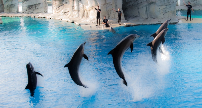 I delfini di Oltremare