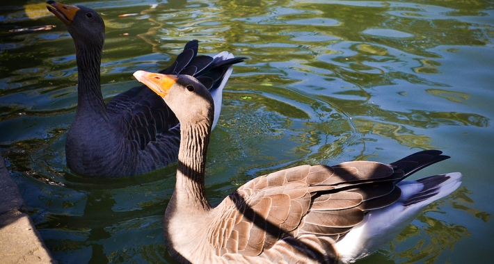 Zoo di Barcellona