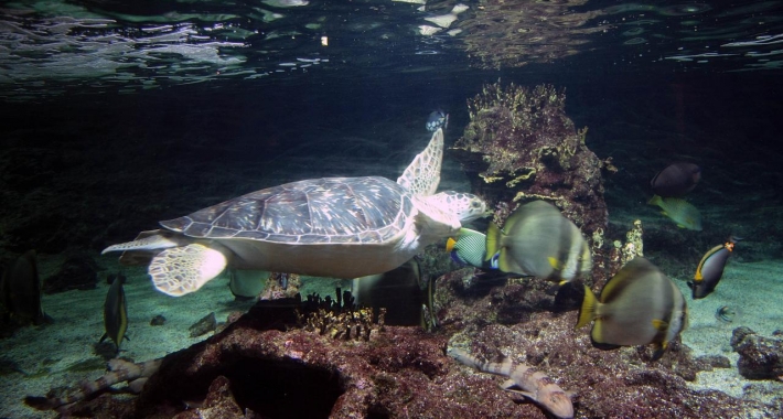 Tartaruga dell'Acquario di Genova