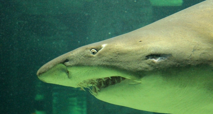 Uno squalo dell'Acquario di Cattolica