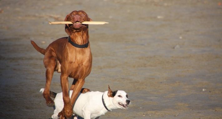 Cani al mare