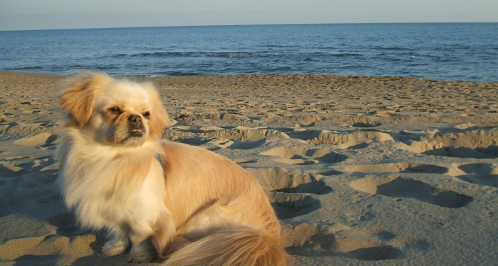 Spiagge per cani