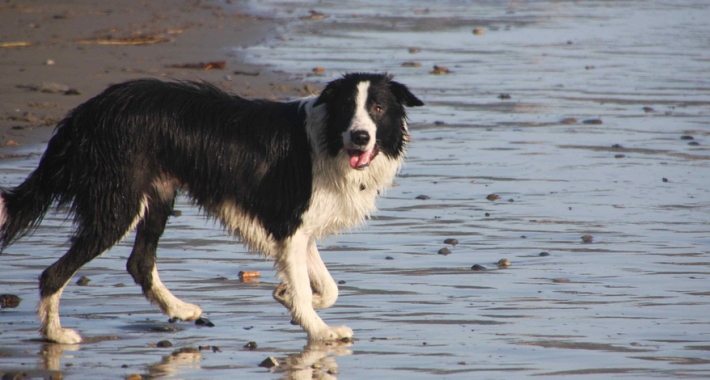 Border collie