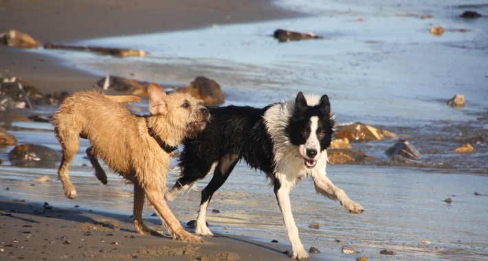  Vacanze con il cane a Teramo 