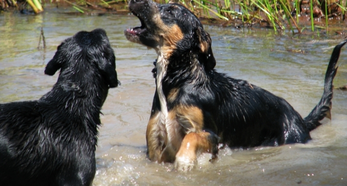 Spiagge per cani