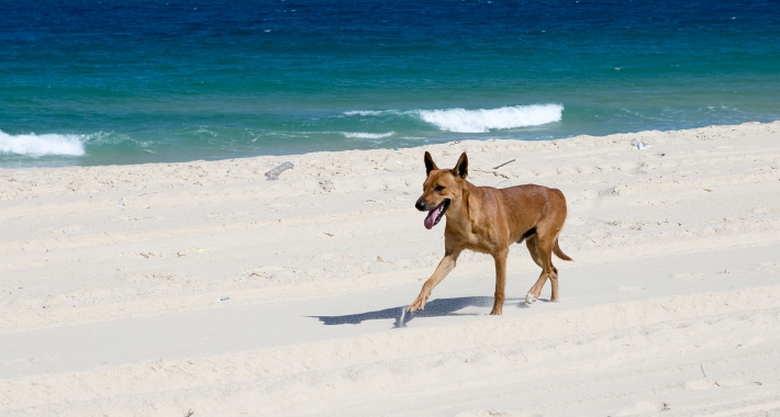 Spiagge per cani