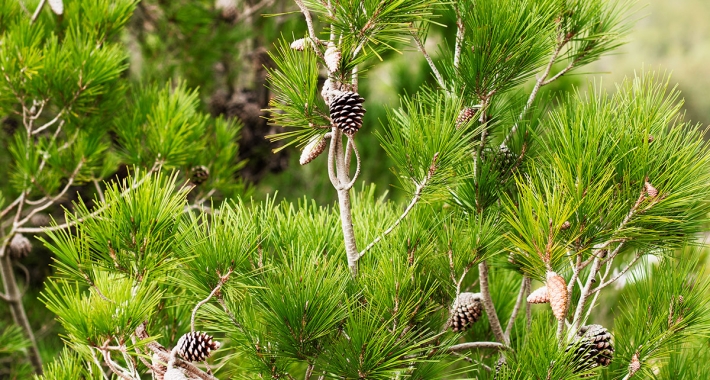 Particolare della Pineta di Pinarella, Cervia