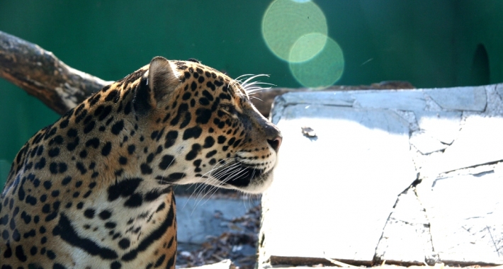 Giaguaro dello Zoo di Pistoia