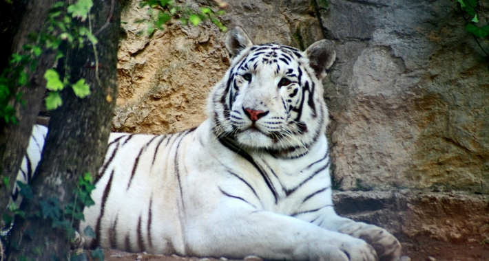 Tigre bianca del Bengala del Parco Faunistico Le Cornelle