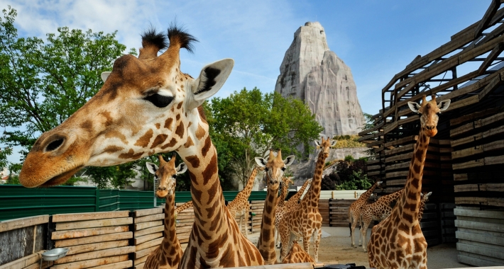 Giraffe dello Zoo di Parigi