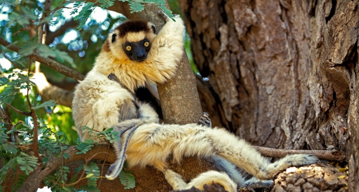 Un lemure dello Zoo di Parigi