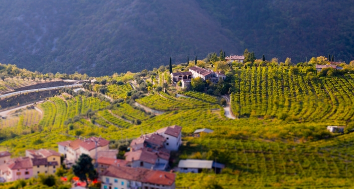 Vigneti della Valpolicella