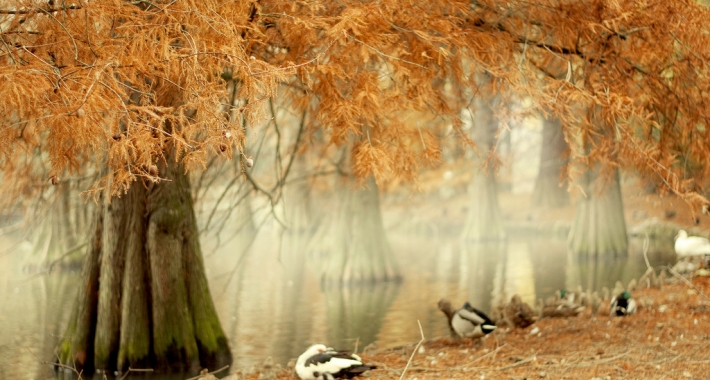 Faenza, Parco Bucci
