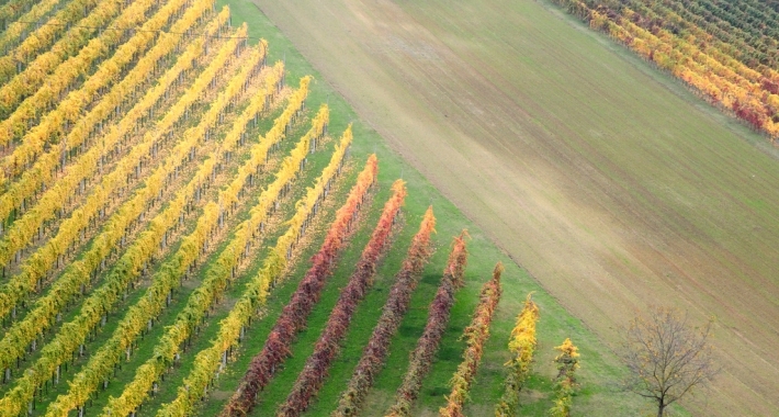 Vigneti. Faenza.
