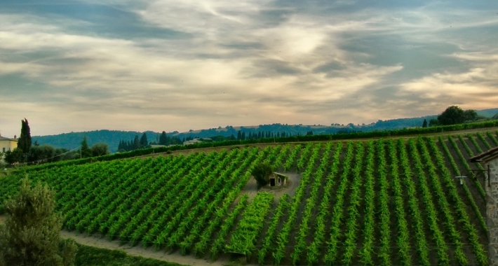 Collina con vigneti a Montepulciano, Val D'Orcia.