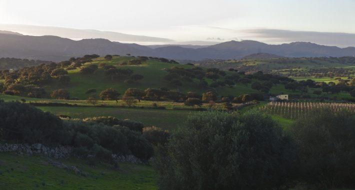 Campagne di Berchidda