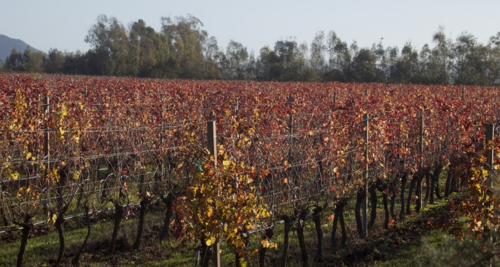 Vigna a Berchidda