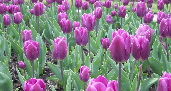 Tulipani di Villa Taranto, Verbania, Lago Maggiore