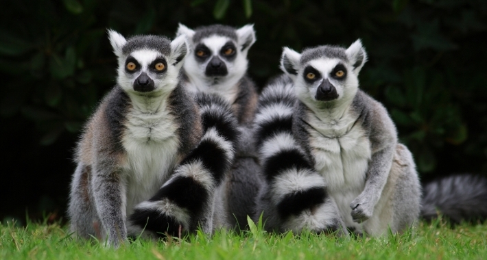 Lemuri del Parco Zoo Punta Verde di Lignano Sabbiadoro