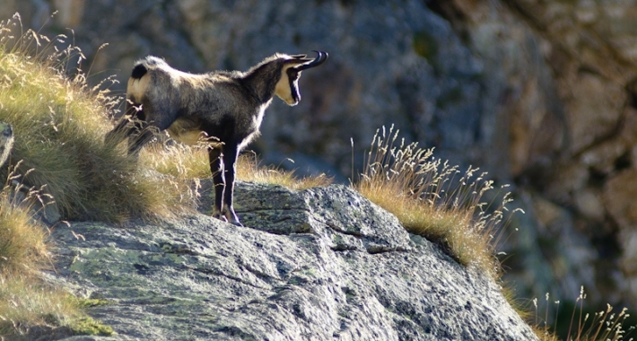 Un camoscio del Parco nazionale del Gran Paradiso